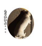 【日常使える】ダックスフンド（個別スタンプ：7）