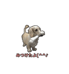 【日常使える】ダックスフンド（個別スタンプ：8）