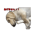 【日常使える】ダックスフンド（個別スタンプ：9）