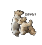 【日常使える】ダックスフンド（個別スタンプ：10）
