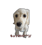 【日常使える】ダックスフンド（個別スタンプ：11）