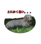【日常使える】ダックスフンド（個別スタンプ：12）