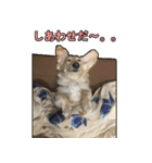 【日常使える】ダックスフンド（個別スタンプ：13）
