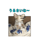 【日常使える】ダックスフンド（個別スタンプ：14）
