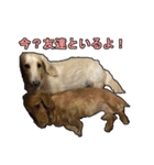 【日常使える】ダックスフンド（個別スタンプ：17）
