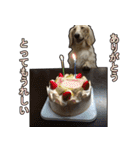 【日常使える】ダックスフンド（個別スタンプ：18）