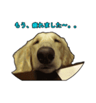 【日常使える】ダックスフンド（個別スタンプ：21）
