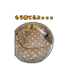 【日常使える】ダックスフンド（個別スタンプ：22）