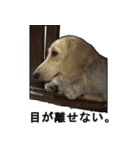 【日常使える】ダックスフンド（個別スタンプ：23）