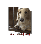 【日常使える】ダックスフンド（個別スタンプ：24）