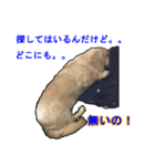 【日常使える】ダックスフンド（個別スタンプ：25）