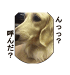 【日常使える】ダックスフンド（個別スタンプ：28）