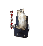 【日常使える】ダックスフンド（個別スタンプ：31）