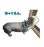 【日常使える】ダックスフンド（個別スタンプ：34）