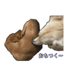 【日常使える】ダックスフンド（個別スタンプ：36）