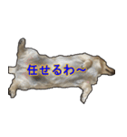 【日常使える】ダックスフンド（個別スタンプ：39）