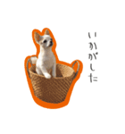 maerori kuki（個別スタンプ：7）