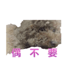 Is non-mainstream（個別スタンプ：24）