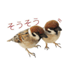 リアルな羊毛フェルトの野鳥たち（個別スタンプ：3）