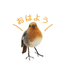 リアルな羊毛フェルトの野鳥たち（個別スタンプ：4）