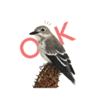リアルな羊毛フェルトの野鳥たち（個別スタンプ：5）