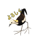 リアルな羊毛フェルトの野鳥たち（個別スタンプ：7）