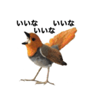 リアルな羊毛フェルトの野鳥たち（個別スタンプ：8）