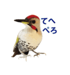 リアルな羊毛フェルトの野鳥たち（個別スタンプ：9）