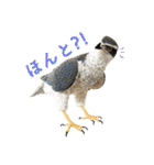 リアルな羊毛フェルトの野鳥たち（個別スタンプ：10）