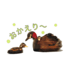 リアルな羊毛フェルトの野鳥たち（個別スタンプ：12）
