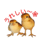 リアルな羊毛フェルトの野鳥たち（個別スタンプ：13）