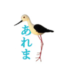 リアルな羊毛フェルトの野鳥たち（個別スタンプ：14）