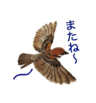 リアルな羊毛フェルトの野鳥たち（個別スタンプ：15）