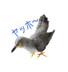 リアルな羊毛フェルトの野鳥たち（個別スタンプ：16）