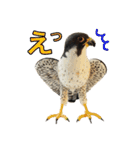 リアルな羊毛フェルトの野鳥たち（個別スタンプ：18）