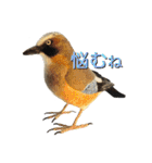 リアルな羊毛フェルトの野鳥たち（個別スタンプ：20）