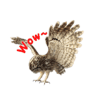 リアルな羊毛フェルトの野鳥たち（個別スタンプ：22）