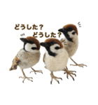 リアルな羊毛フェルトの野鳥たち（個別スタンプ：25）