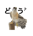 リアルな羊毛フェルトの野鳥たち（個別スタンプ：28）