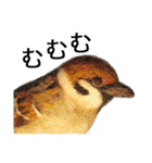 リアルな羊毛フェルトの野鳥たち（個別スタンプ：29）