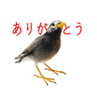 リアルな羊毛フェルトの野鳥たち（個別スタンプ：30）