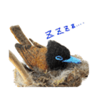 リアルな羊毛フェルトの野鳥たち（個別スタンプ：31）