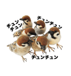 リアルな羊毛フェルトの野鳥たち（個別スタンプ：32）