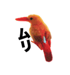 リアルな羊毛フェルトの野鳥たち（個別スタンプ：34）