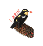 リアルな羊毛フェルトの野鳥たち（個別スタンプ：36）