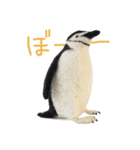 リアルな羊毛フェルトの野鳥たち（個別スタンプ：37）