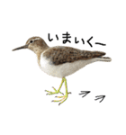 リアルな羊毛フェルトの野鳥たち（個別スタンプ：39）