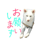 秋田犬もこ（個別スタンプ：1）