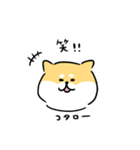 柴犬コタロー（個別スタンプ：5）