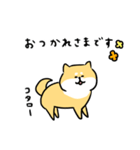 柴犬コタロー（個別スタンプ：31）